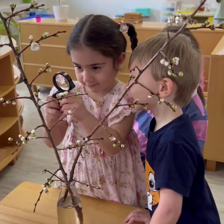 Любуемся цветением